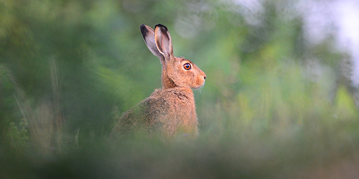 Le lièvre et ses zoonoses : gare à la transmission de maladies à l’Homme !